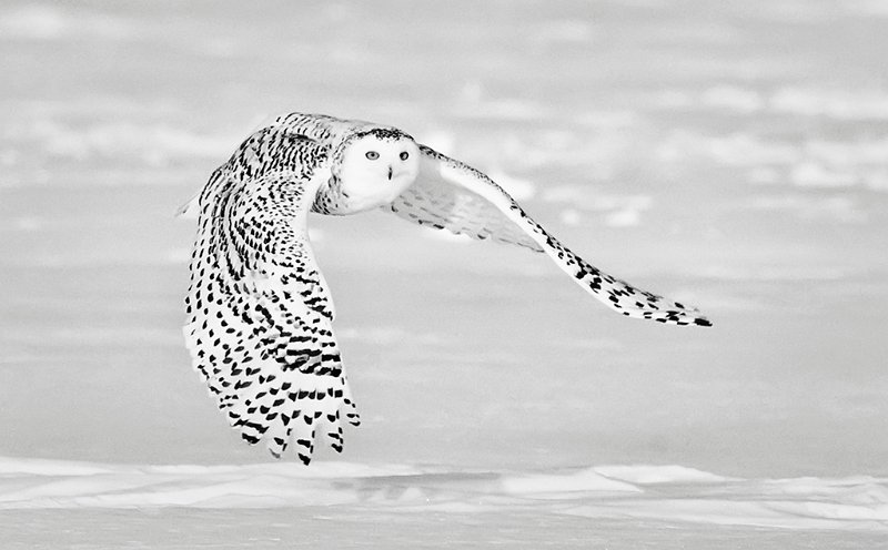 104 - snowy owl flying - KWAN PHILLIP - canada.jpg